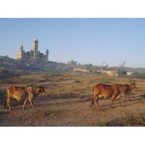  Cattle in Front of the Wankaner Palace, Gujarat, India 