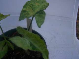 RARE BYRD SYNGONIUM PODOPHYLLUM Variegated Philodendron Kin  