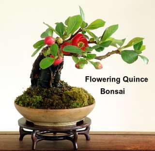 Japanese Flowering Quince 20 Seeds   Chaenomeles  