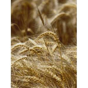  A Close View of a Wheat Plant National Geographic 