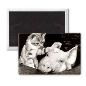  Pig and a poke   3x2 inch Fridge Magnet   large magnetic 