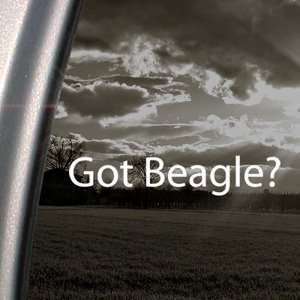  Got Beagle? Decal Dog Rabbit Truck Window Sticker 