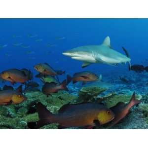 Red Snapper Fish with Whitetip and Gray Reef Sharks in Kingman Reef 