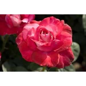  Giorls Night Out Rose Seeds Packet Patio, Lawn & Garden