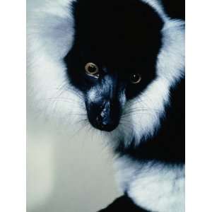  White Ruffled Lemur (Lemur Variegaturs), Madagascar 