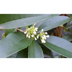  Sweet Olive   Osmanthus Fragrans  Gallon Patio, Lawn 