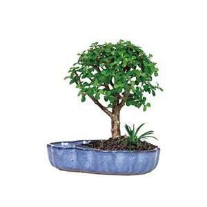  BonsaiOutlet Bonsai Tree     Dwarf Jade in Water Pot 