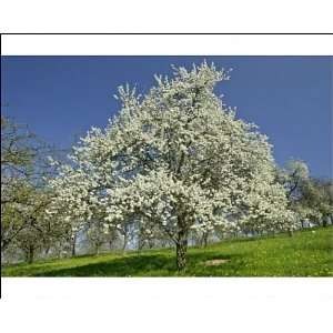  Flowering Plum tree   on fruit tree meadow in early spring 